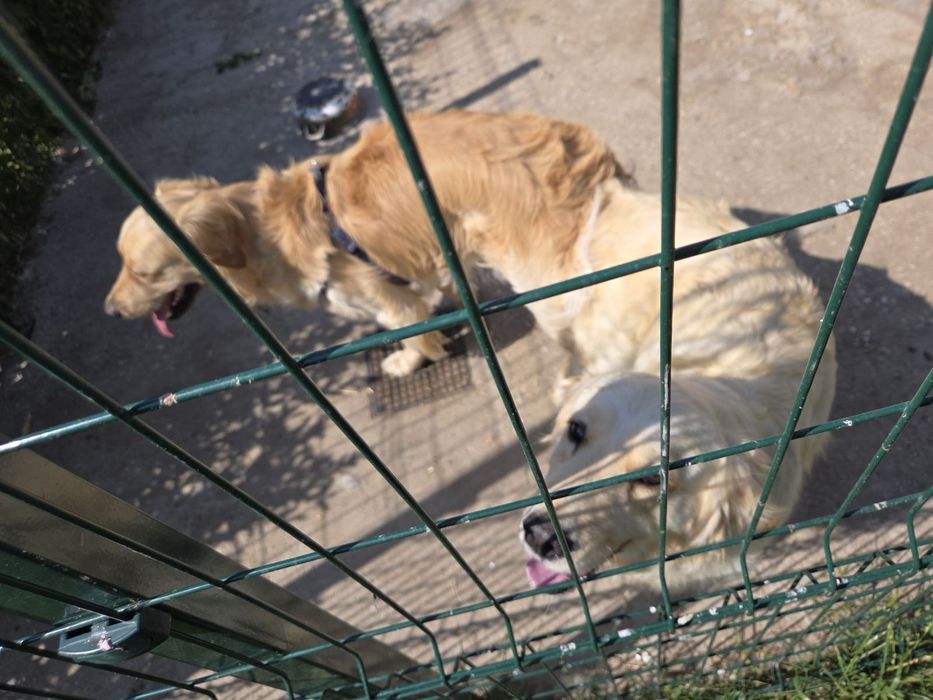 Голдън ретривър бебе