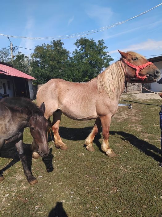 Iapa Gestanta mânza