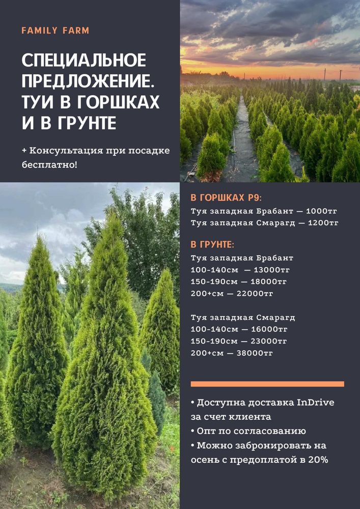 Туи Смарагд, Брабант