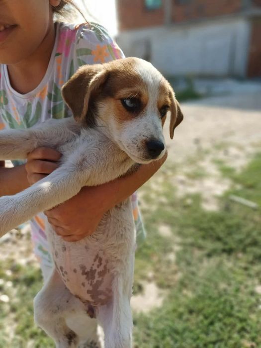 Подарявам: 5 кученца на 3 месеца. .