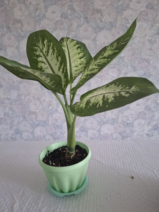 Продам диффенбахия
