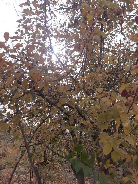 Продаётся дача садовое общество  Айрофлот рядом с ПМК 29