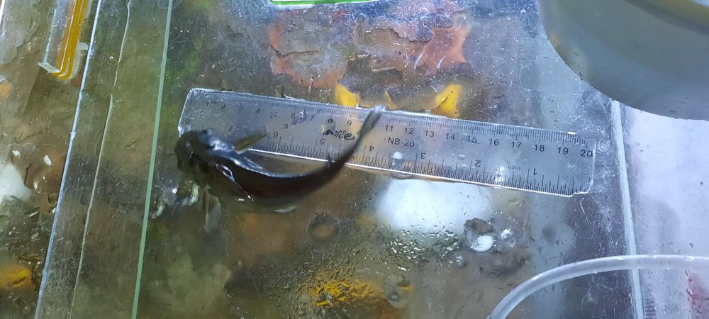 Продаю сома со своего аквариума