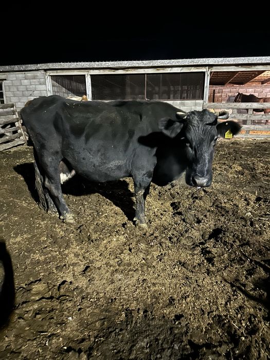 Продается корова………корова