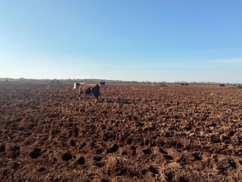 Бык 2.5 года белоголовый