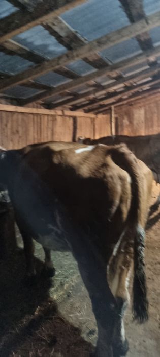 Vand vaci.            .