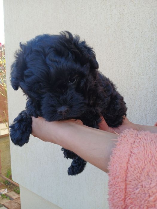 Donez catelusi de talie mica