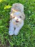 Puiut de Shih'tzu