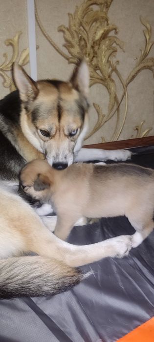 Щенок девочка , ищет заботливых хозяев.