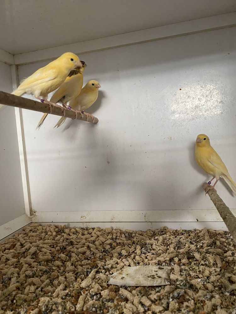 Canari malinois de vanzare