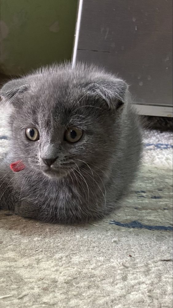 Котята от правильной вязки