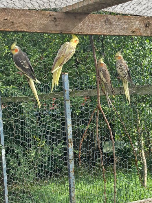 Papagali Perusi/Nimfe