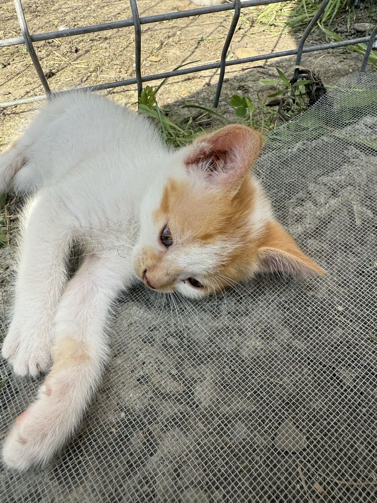 Ofer spre adoptie pui de pisica