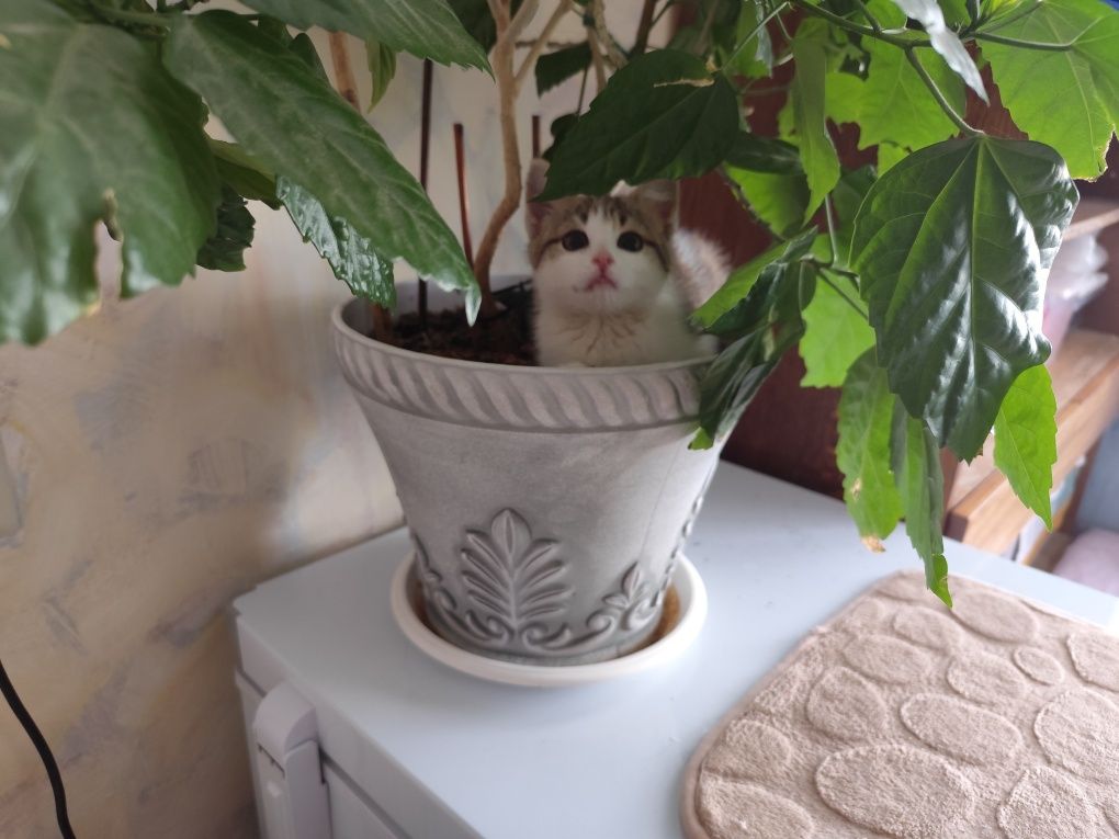 Отдам в добрые руки