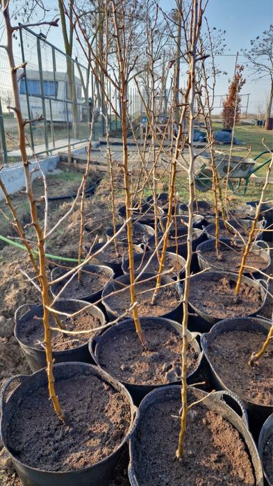 Pomi fructiferi columnari /pe rod