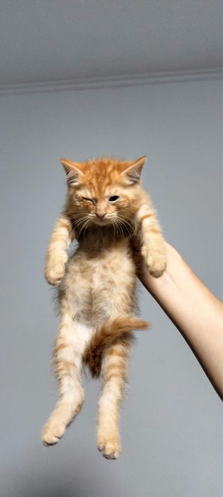 Котята ищут дом!!!