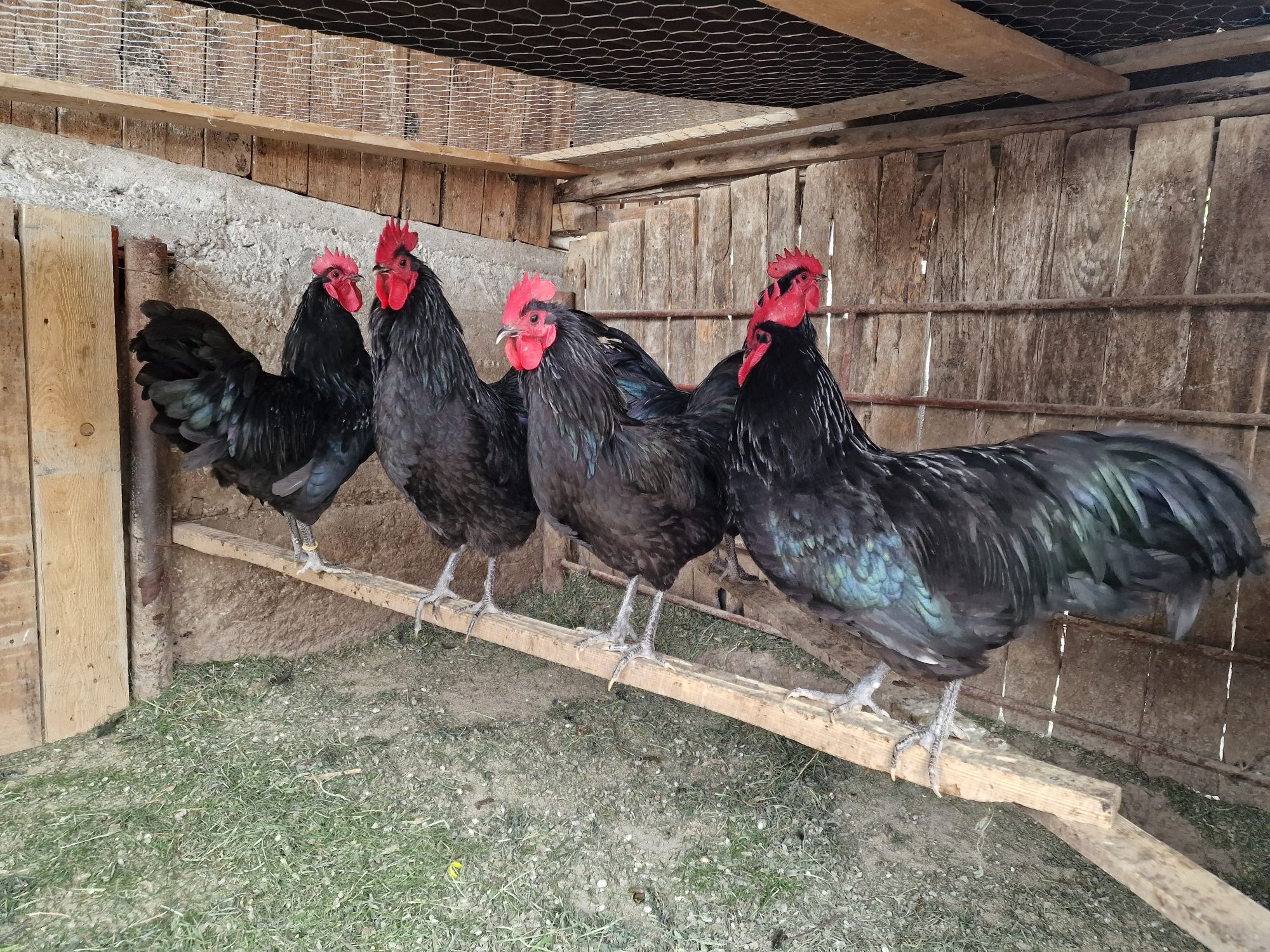 Cocoși Australorp de vânzare