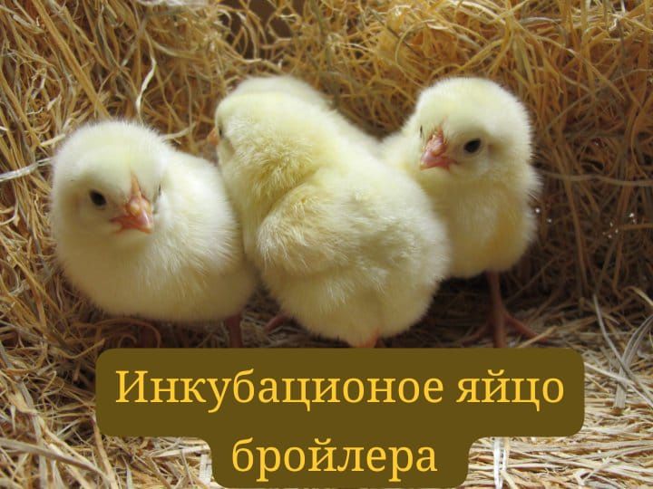 Продам Инкубационое яйцо бройллера