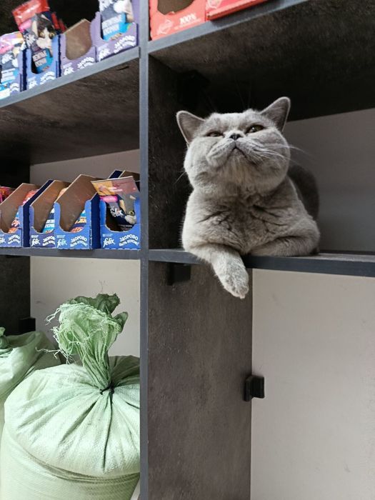 Британский кот. Мальчик