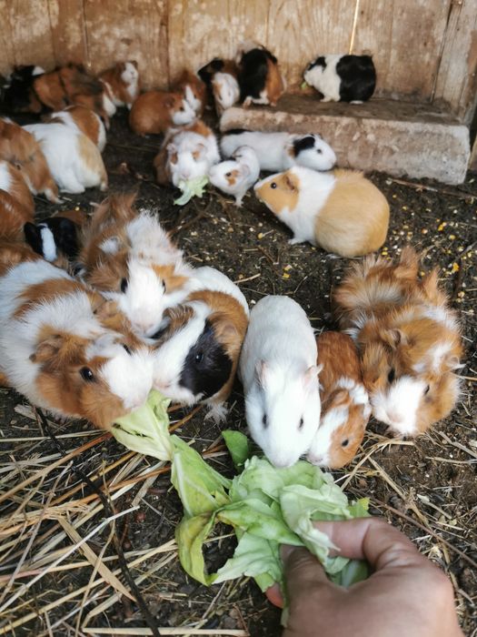 Porcușori de guineea