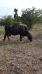 Vand vaca rasa Angus