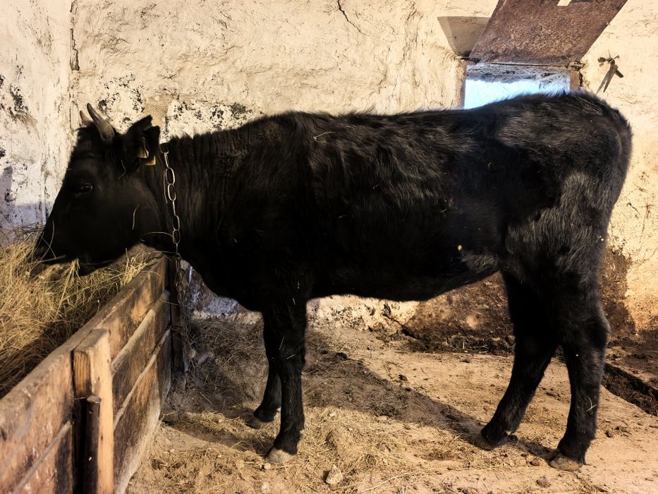 Қашарсиыр сатылады