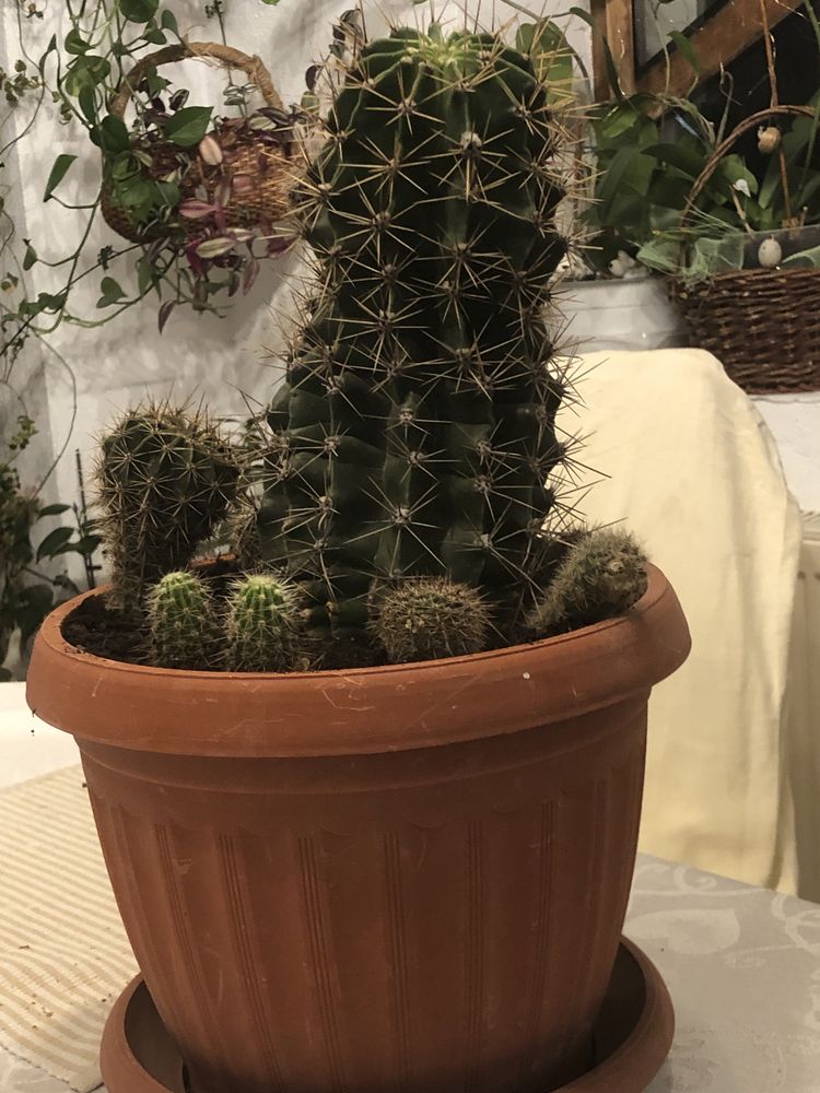 Cactus foarte frumos