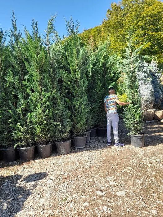 Brazi leilandi mesteacăn tei pawlonia