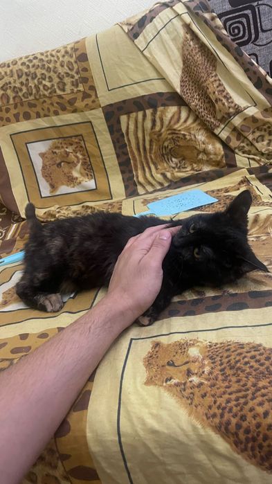 Отдам в добрые руки кота