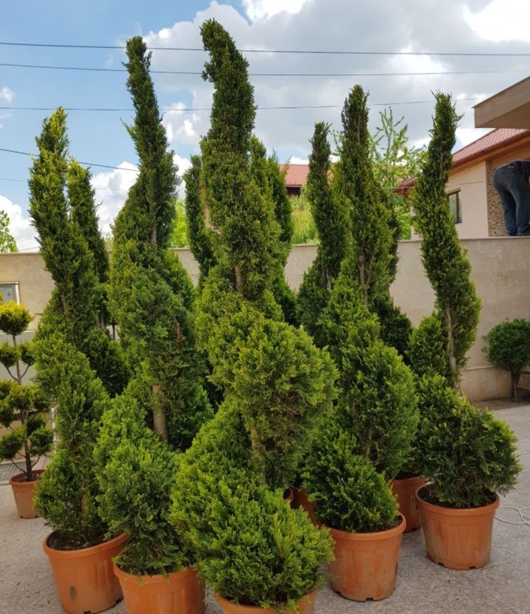 Leylandii inaltime de la 1m-6m, Plante ornamentale, spirale magnolia,