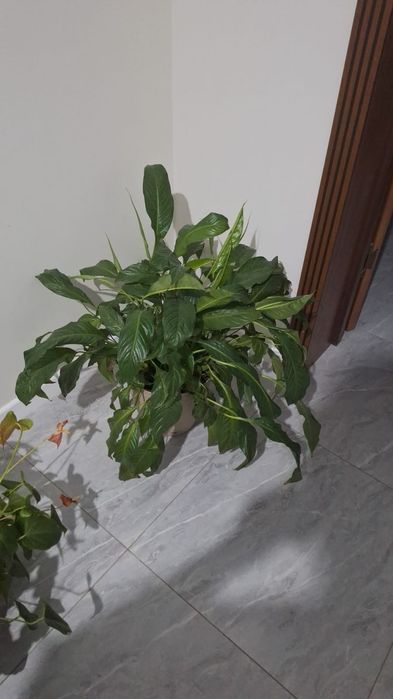 Комнатные растения