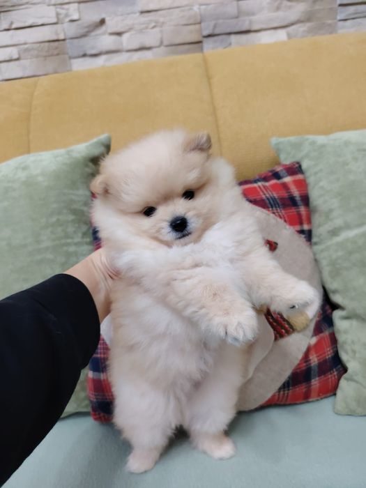 Померан момче  с първа ваксина