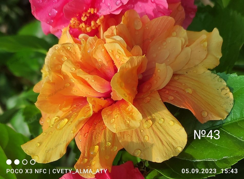 Гибискус, китайская роза.