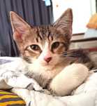Котенок (мальчик)