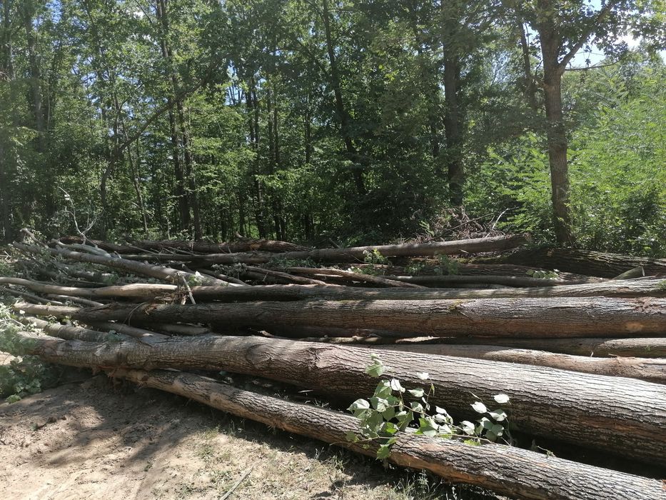 Vand lemn esență moale