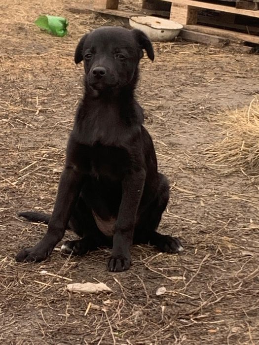 Отдам в добрые, только ответственные руки.