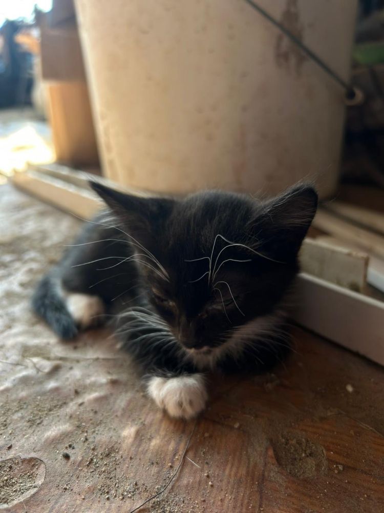 Отдам котят в доброе руки