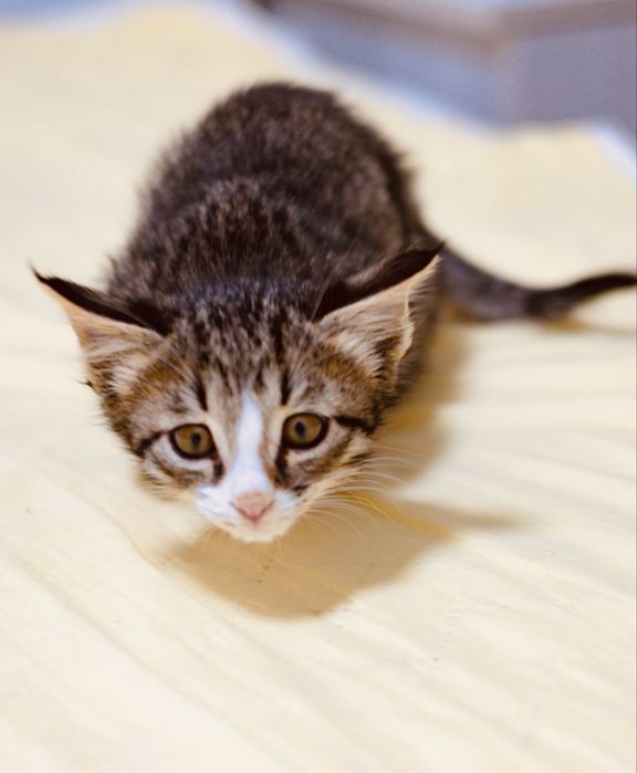 Отдам котенка, девочка 2 мес, окрас Табби