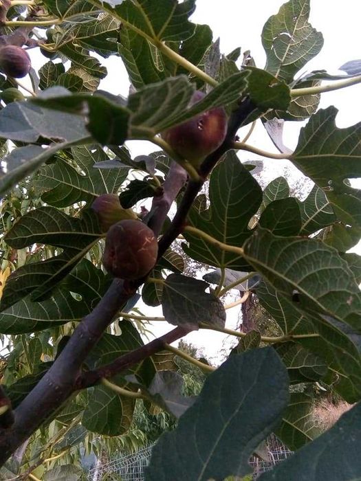 Smochin Nadia din Iordania în Ghiveci