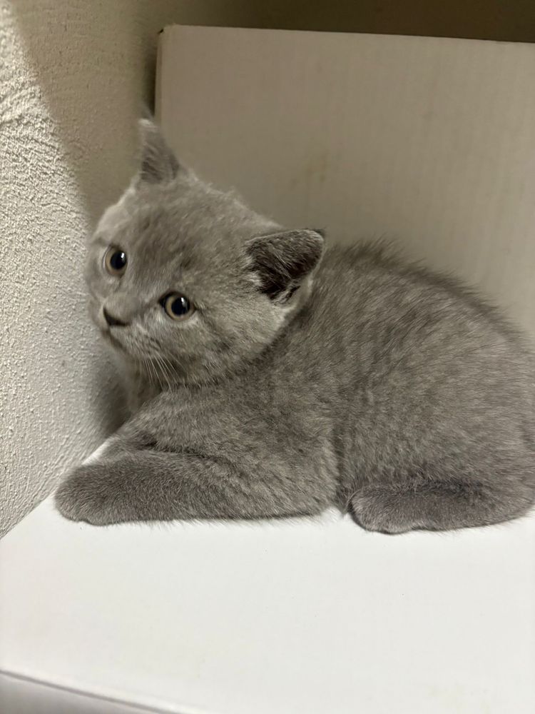 Brithis Shorthair Blue