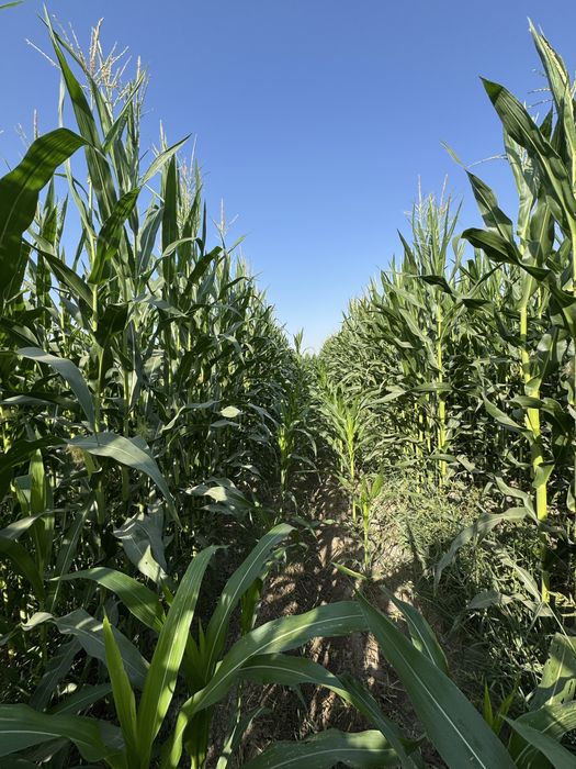 Silos sotasi bilan 600 som qogani telda