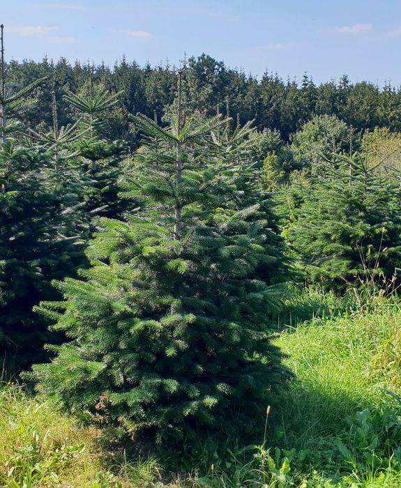 Vand tuia(thuja) smaragd si columnaris(smarald)