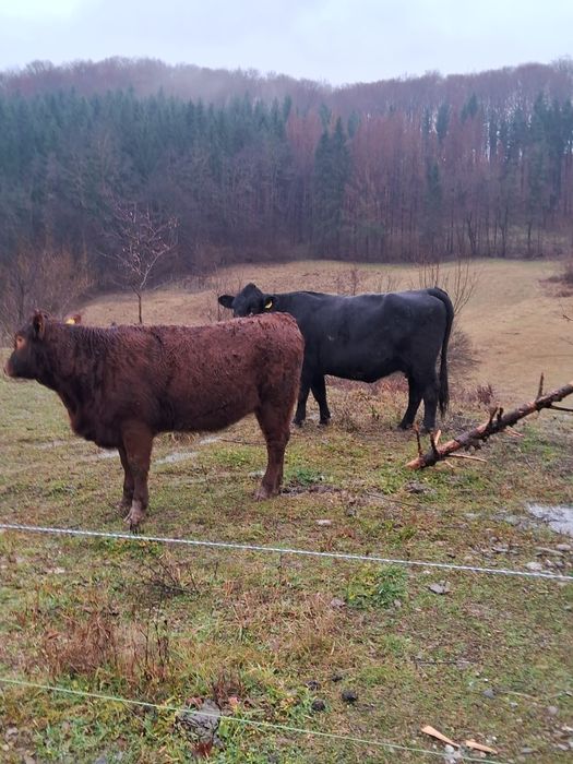 Vând vaci angus și juninci