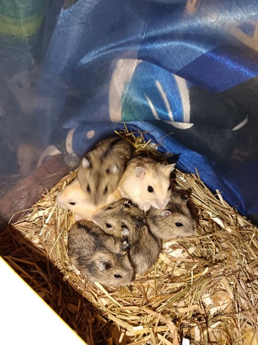 Hamsteri pitici de vânzare