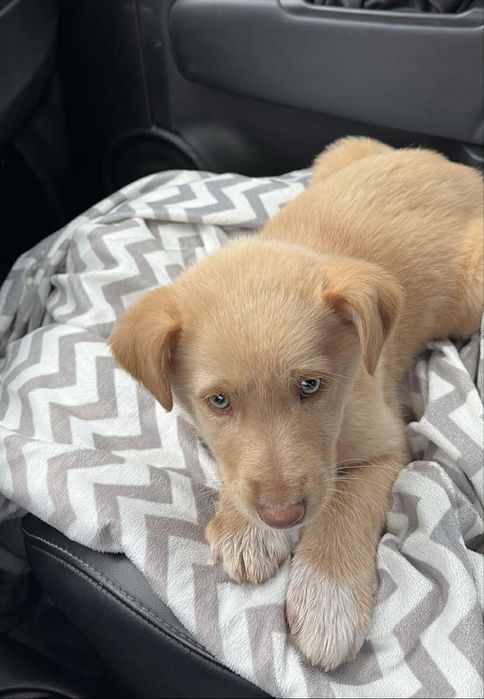 Подарявам кученце на 2-3 месеца