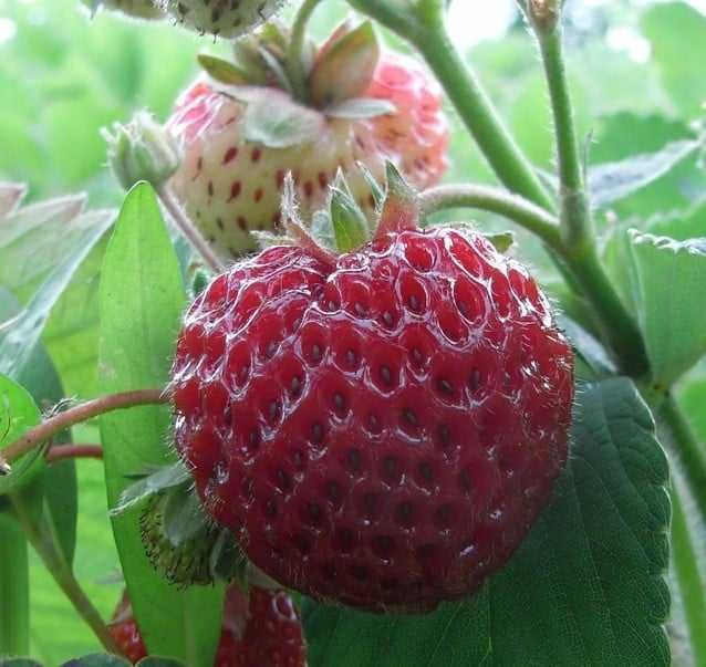 Ягодо малина  - FRAMBERRY