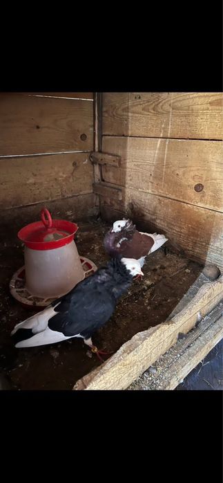 Cauta casa noua ,urgent