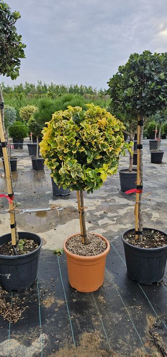 Magnolie glandiflora artar japonez diferite forme din tuia