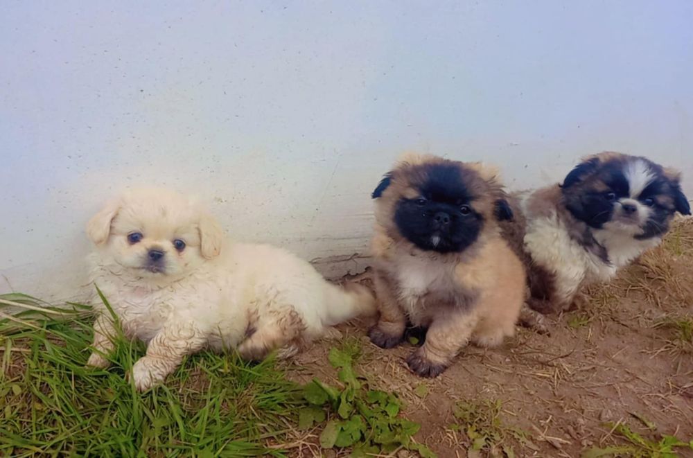 Малки чистокръвни пекинези