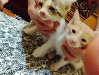 Отдам котят в хорошие руки